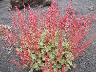 Serra_Pizzuta - Rumex_scutatus_etniensis_20100602 108.jpg